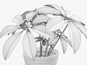Plant schefflera in pot 3D Model