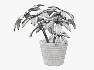 Plant schefflera in pot 3D Model