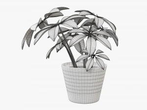 Plant schefflera in pot 3D Model