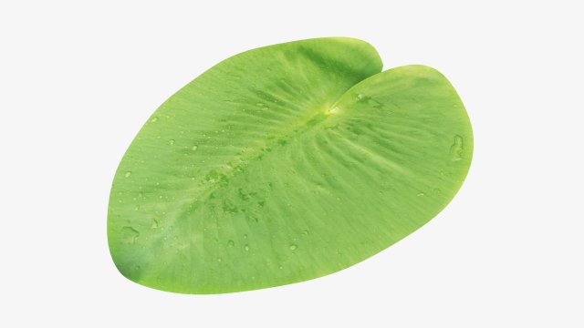 Water lily green leaf 3D Model .c4d .max .obj .3ds .fbx .stl .blend 