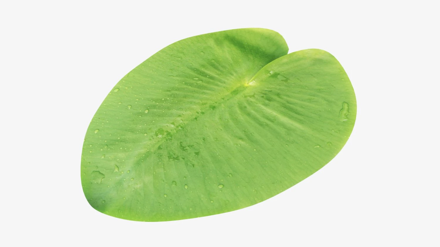 Water lily green leaf 3D Model .c4d .max .obj .3ds .fbx .stl .blend 