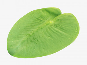 Water lily green leaf 3D Model