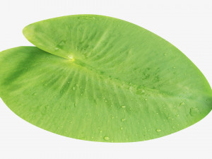 Water lily green leaf 3D Model