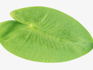 Water lily green leaf 3D Model