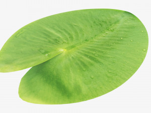 Water lily green leaf 3D Model
