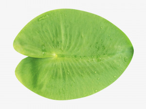Water lily green leaf 3D Model