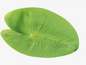 Water lily green leaf 3D Model