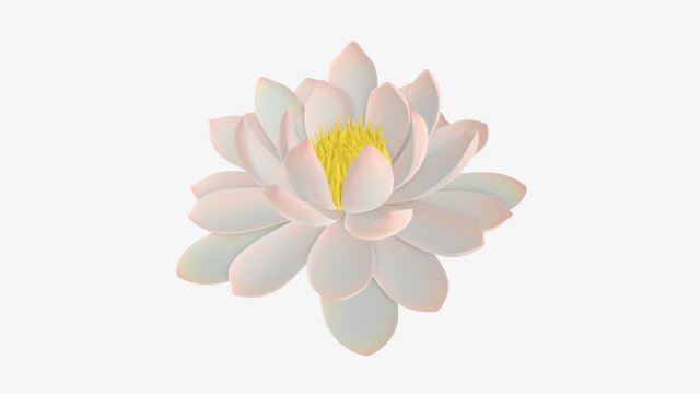 Water lily white flower 3D Model .c4d .max .obj .3ds .fbx .stl .blend 