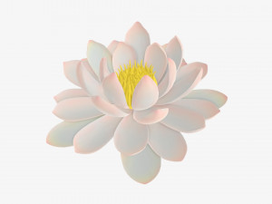 Water lily white flower 3D Model