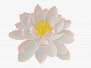 Water lily white flower 3D Model