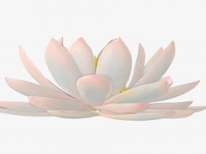 Water lily white flower 3D Model