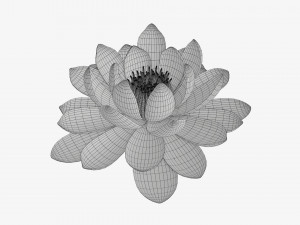 Water lily white flower 3D Model