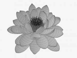 Water lily white flower 3D Model