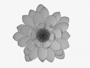 Water lily white flower 3D Model