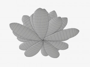 Water lily white flower 3D Model