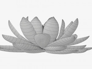 Water lily white flower 3D Model