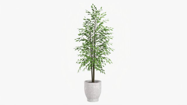 Potted Decorative Tree 02 Model 3D .c4d .max .obj .3ds .fbx .stl .blend 