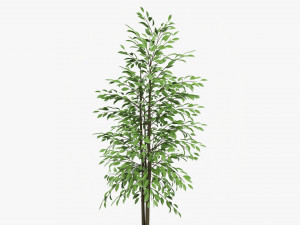 Potted Decorative Tree 02 Model 3D