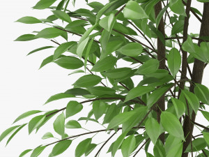 Potted Decorative Tree 02 Model 3D
