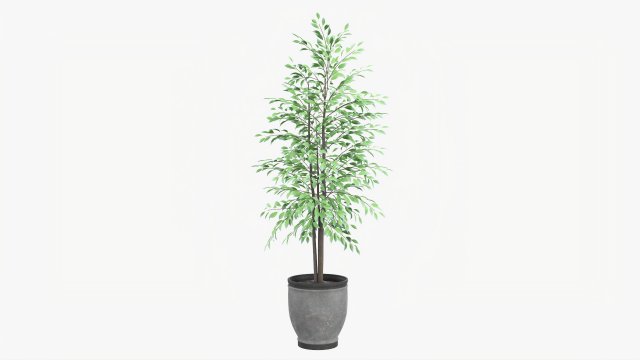 Potted Decorative Tree 02v2 3D Model .c4d .max .obj .3ds .fbx .stl .blend 