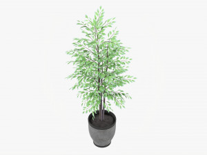 Potted Decorative Tree 02v2 3D Model