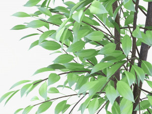 Potted Decorative Tree 02v2 3D Model