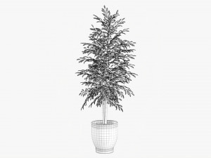 Potted Decorative Tree 02v2 3D Model