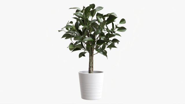 Ficus Tree In Decorative Pot 3D Модель .c4d .max .obj .3ds .fbx .stl .blend 