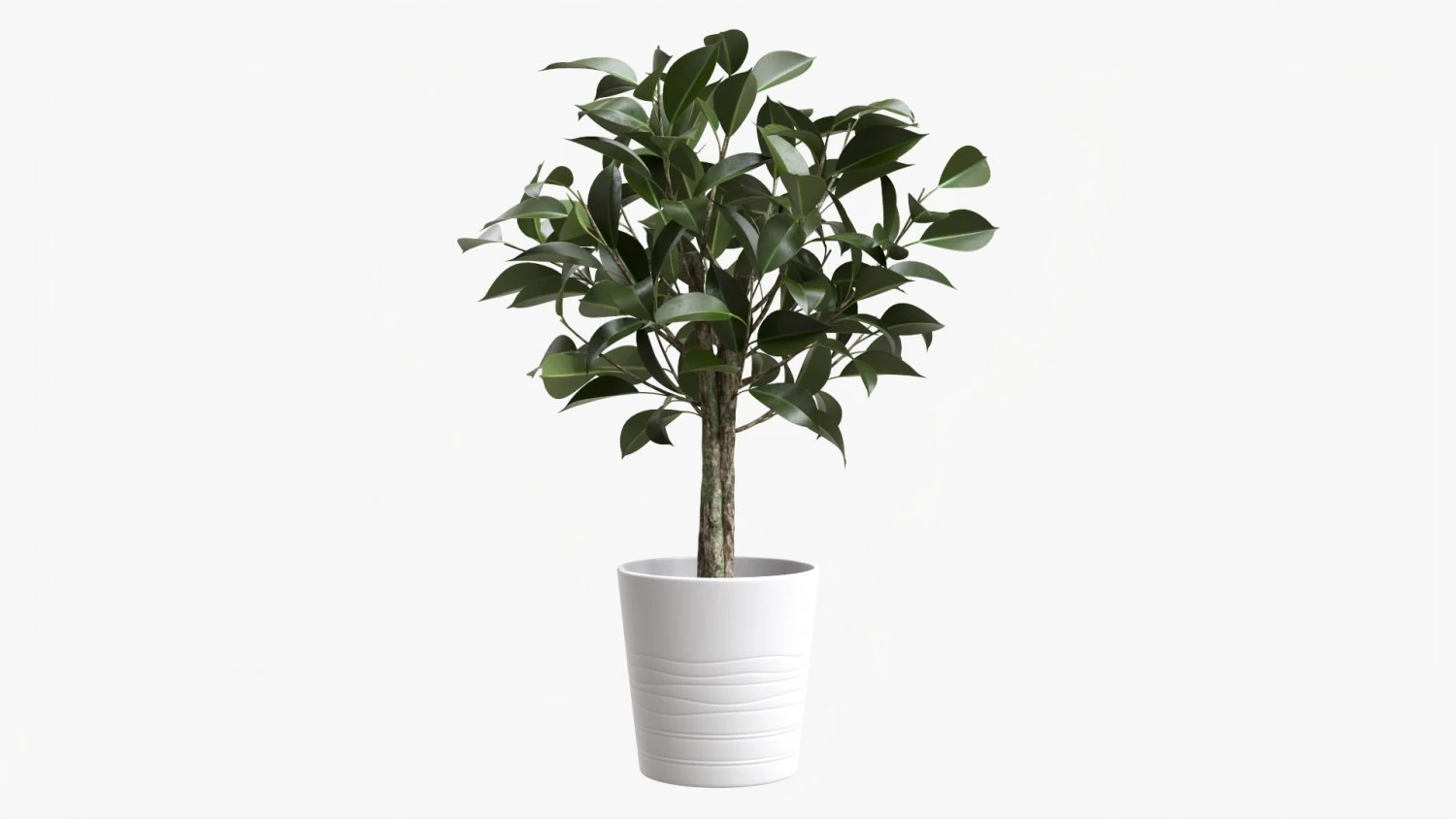 Ficus Tree In Decorative Pot 3D Model .c4d .max .obj .3ds .fbx .stl .blend 
