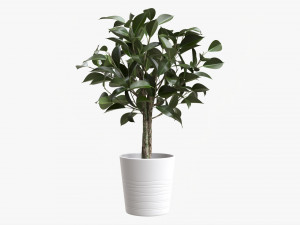 Ficus Tree In Decorative Pot 3D Model
