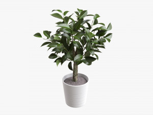 Ficus Tree In Decorative Pot 3D Модель