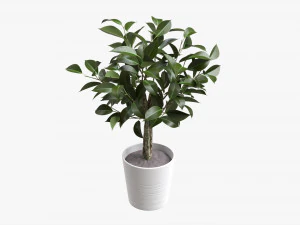 Ficus Tree In Decorative Pot 3D Model