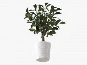 Ficus Tree In Decorative Pot 3D Модель