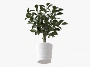 Ficus Tree In Decorative Pot 3D Model