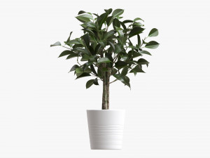 Ficus Tree In Decorative Pot 3D Модель