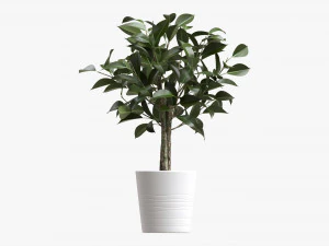Ficus Tree In Decorative Pot 3D Model