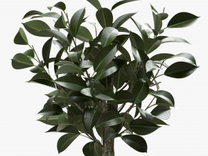 Ficus Tree In Decorative Pot 3D Модель