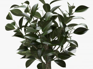 Ficus Tree In Decorative Pot 3D Model
