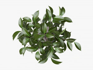 Ficus Tree In Decorative Pot 3D Модель