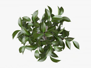 Ficus Tree In Decorative Pot 3D Model