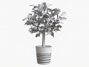 Ficus Tree In Decorative Pot 3D Модель