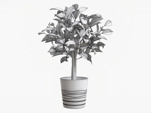 Ficus Tree In Decorative Pot 3D Model