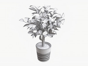 Ficus Tree In Decorative Pot 3D Модель