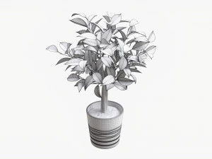 Ficus Tree In Decorative Pot 3D Model