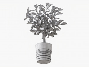 Ficus Tree In Decorative Pot 3D Модель