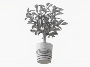 Ficus Tree In Decorative Pot 3D Model