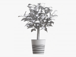 Ficus Tree In Decorative Pot 3D Модель