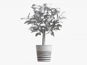 Ficus Tree In Decorative Pot 3D Model