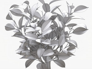 Ficus Tree In Decorative Pot 3D Модель