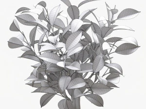 Ficus Tree In Decorative Pot 3D Model